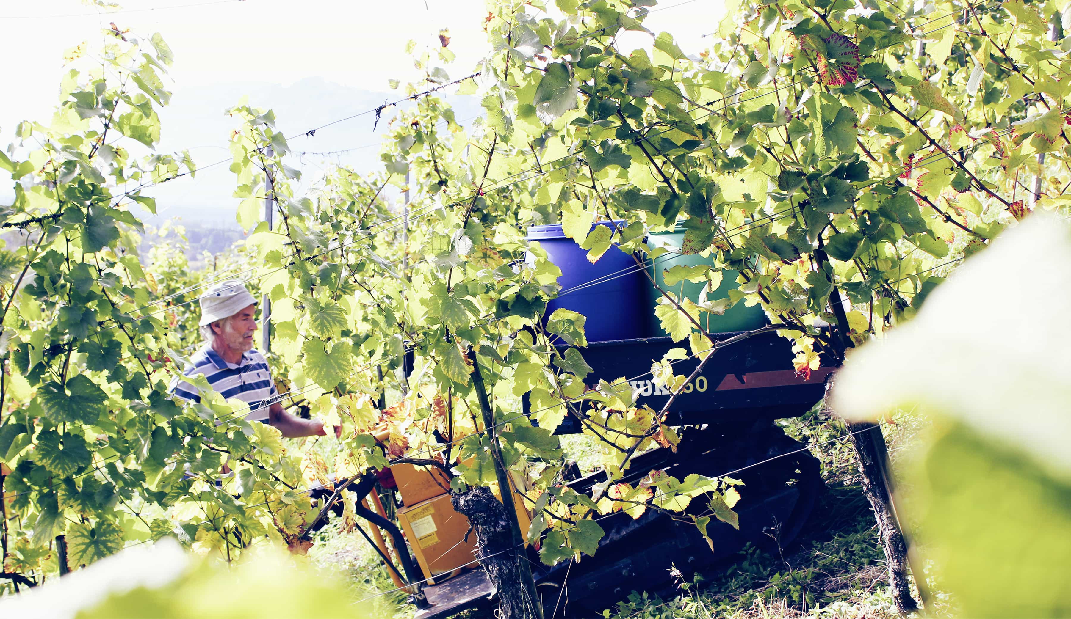 Weingut Nachbaur