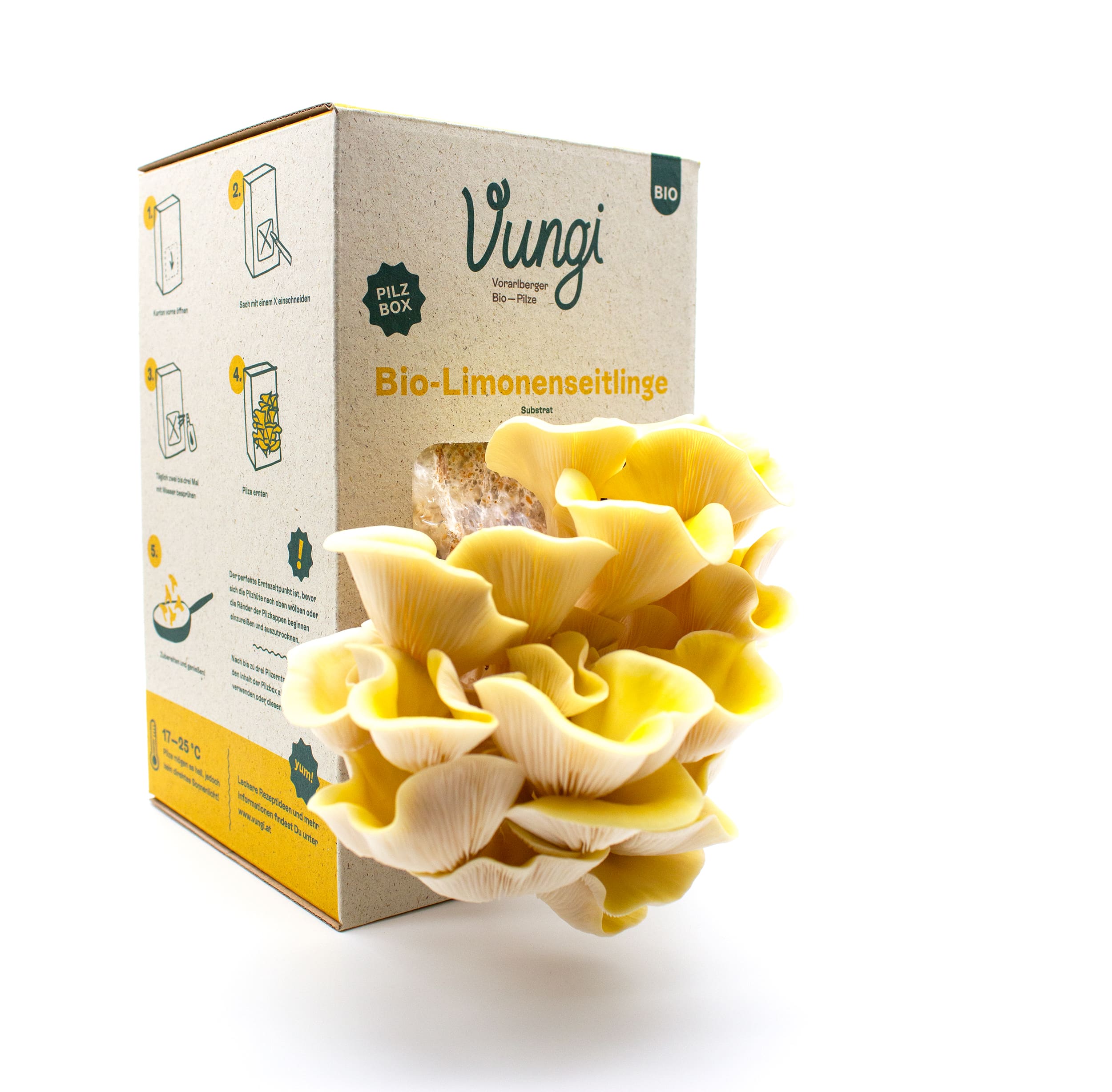 Vungi Pilzbox