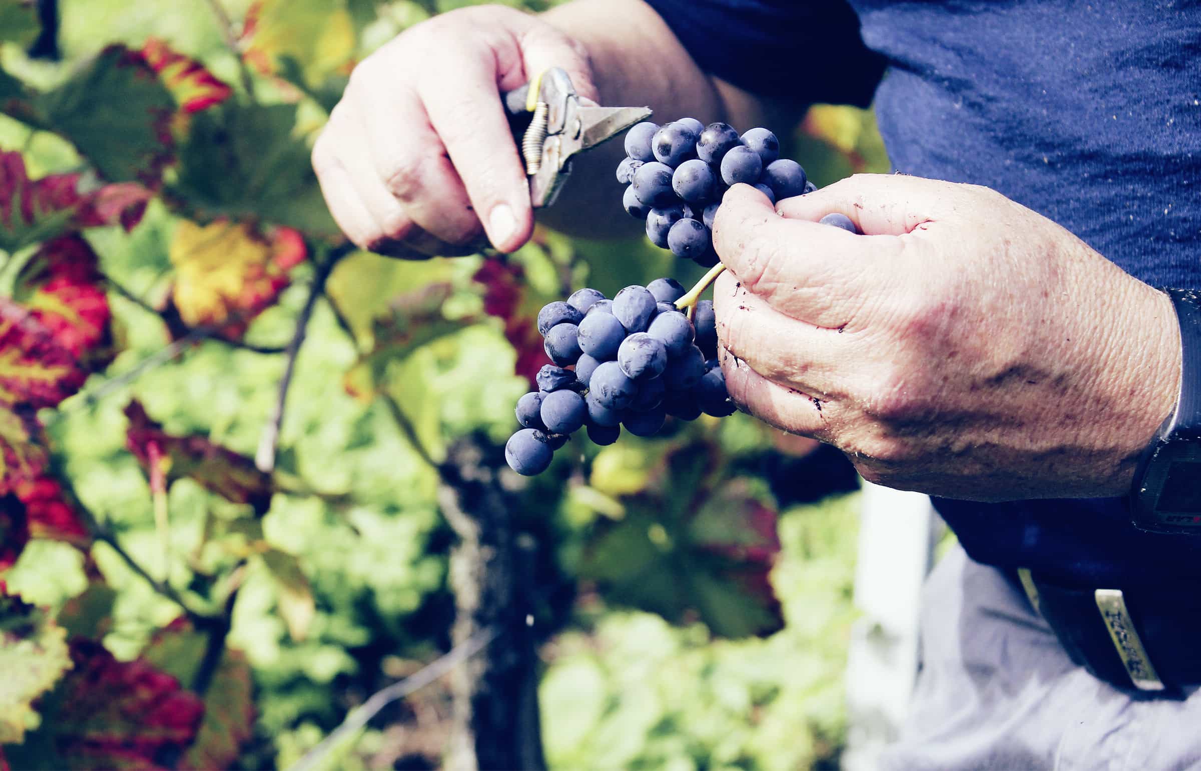 Weingut Nachbaur