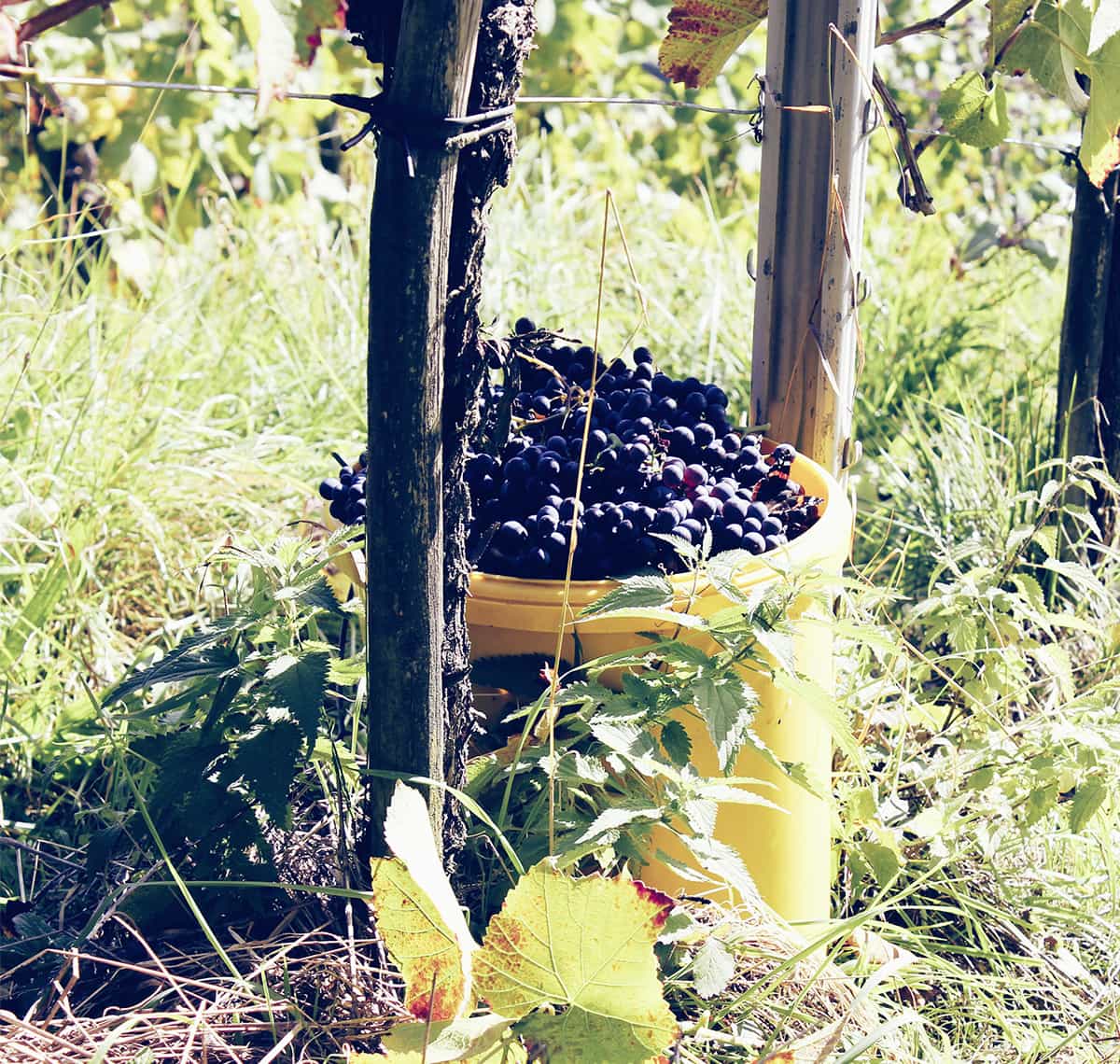 Weingut Nachbaur